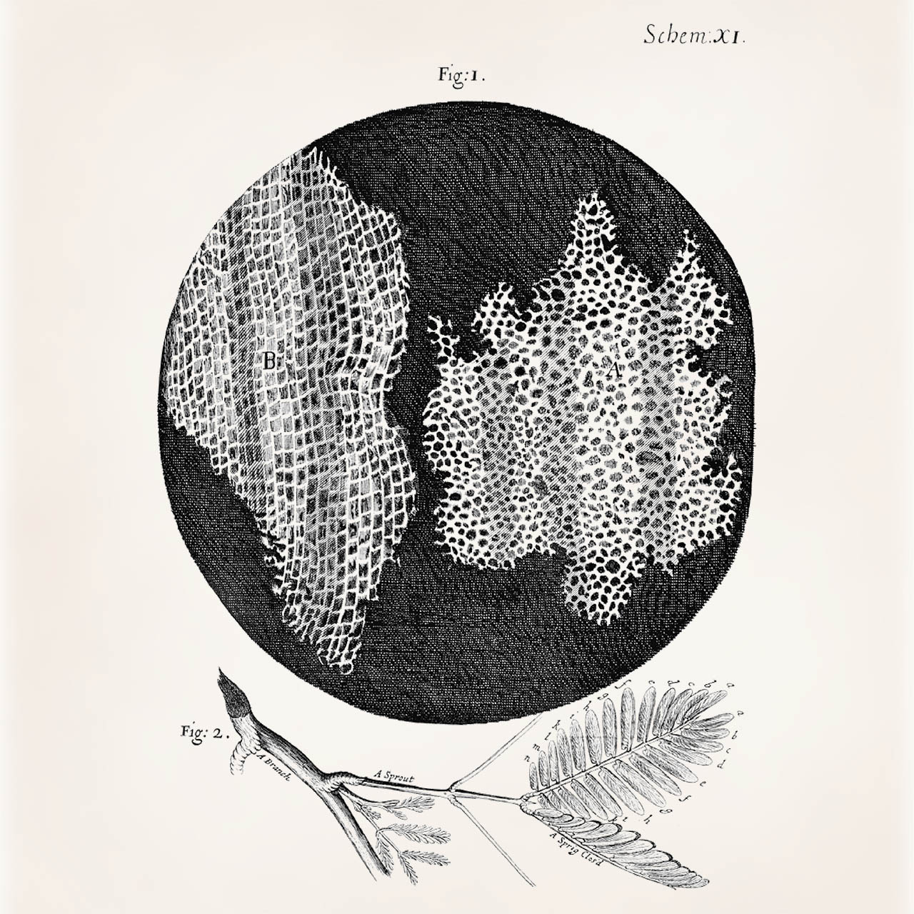 Figure 1: Robert Hooke’s illustration of cork cells from his book Micrographia.